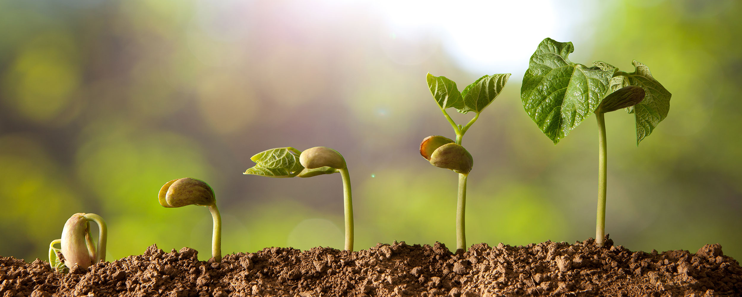 Our Story - Australian Organic Trading Group